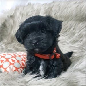 Meet your Posher, Karrie